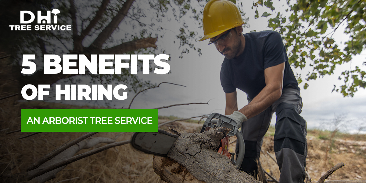 5-benefits-of-hiring-an-arborist-tree-service